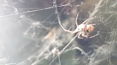 Theridiidae