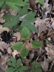 Smilax ecirrhata