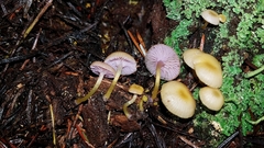 Chromosera