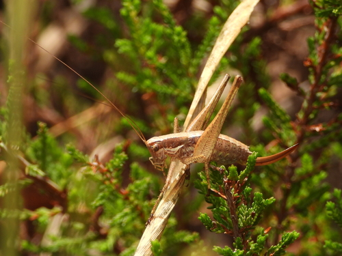 Raymond's Bush-cricket