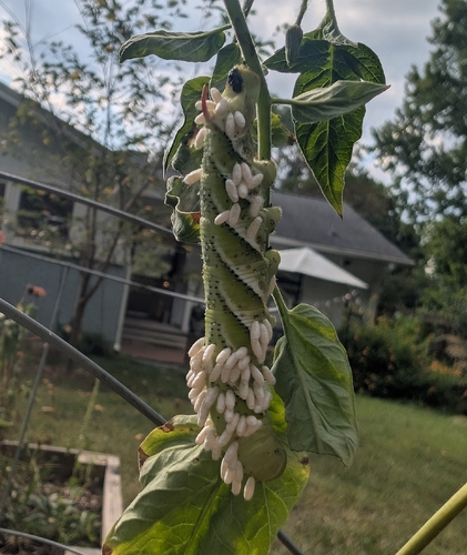 Hornworm Parasitoid Wasp