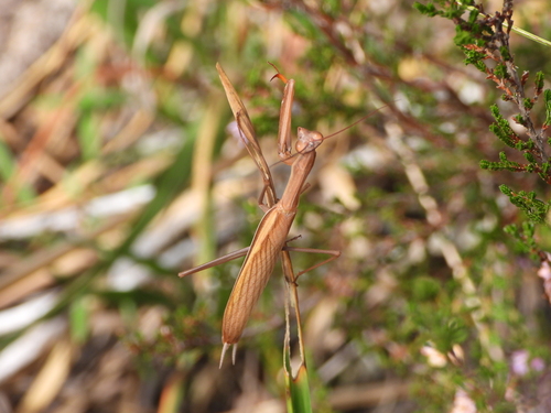 European Mantis