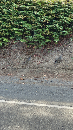 California Quail