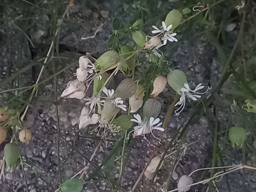 bladder campion