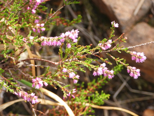common heather