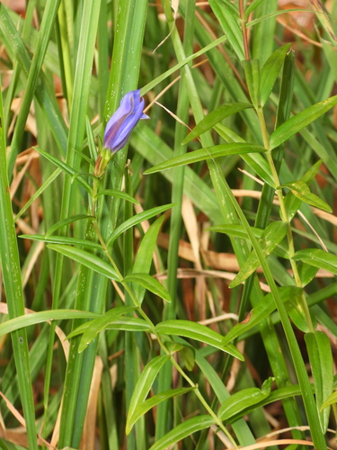 marsh gentian
