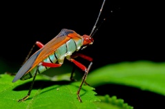 Hypselonotus bitrianguliger