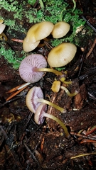 Chromosera