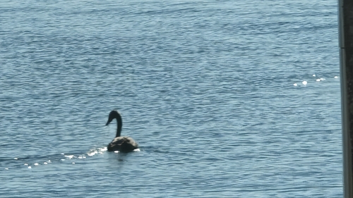 Black Swan