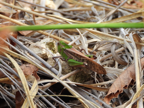 Migratory Locust
