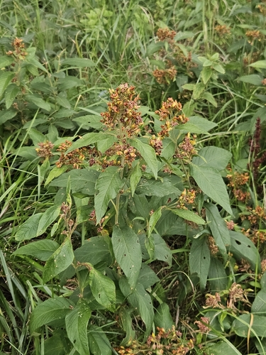 Yellow Loosestrife
