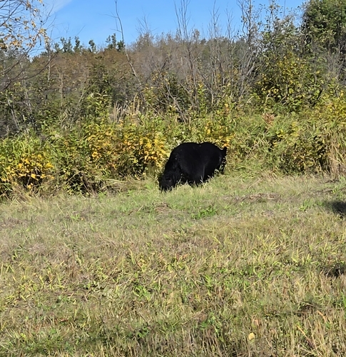 Black Bear sighting near Kelwood