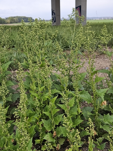 Eurasian maple-leaved goosefoot