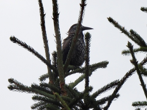 Northern Nutcracker