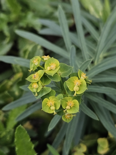 Boissier's Spurge