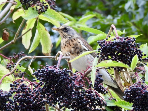Fieldfare