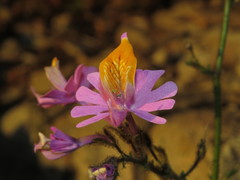 Schizanthus hookeri