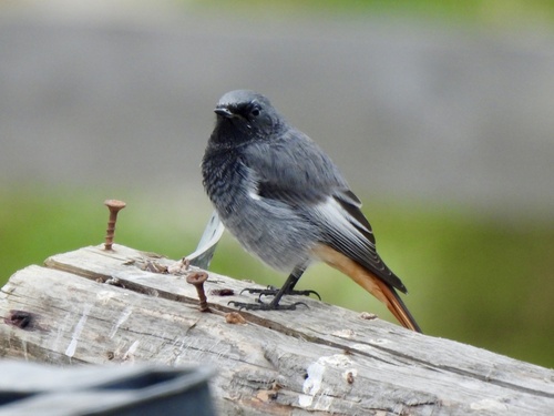Black Redstart