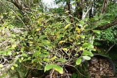 Salix × reichardtii