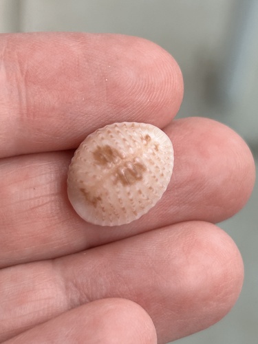 Pusula pediculus observed 2026-09-21