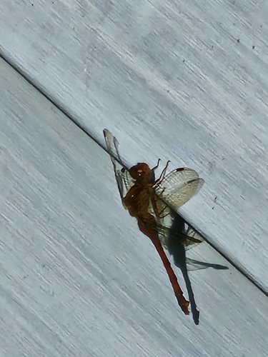 Autumn Meadowhawk