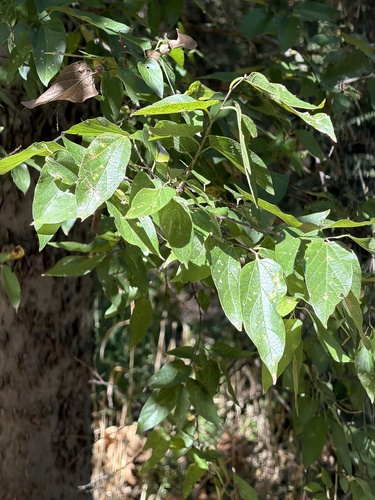 sugar hackberry