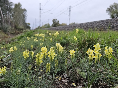 common toadflax