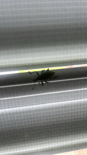 Diaprepes Root Weevil