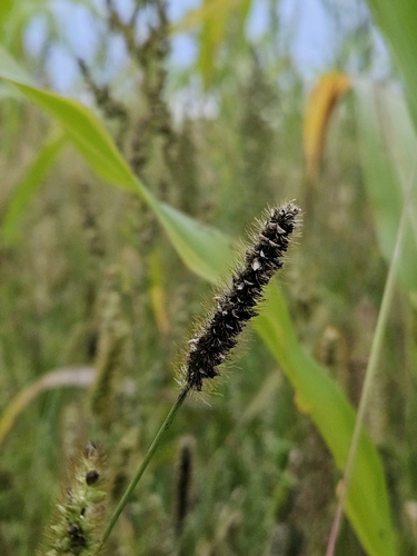 Macalpinomyces neglectus