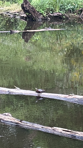 Painted Turtle