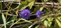 Succisa pratensis, photograph (c) Sandra Stewart, some rights reserved (CC BY)