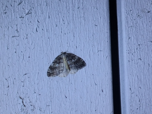 Autumnal Moth