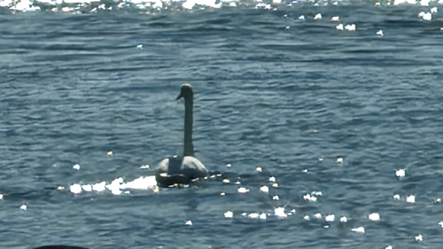 Mute Swan