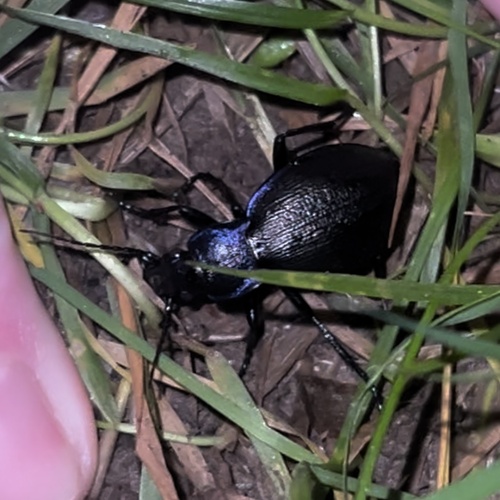 Rough Violet Ground Beetle