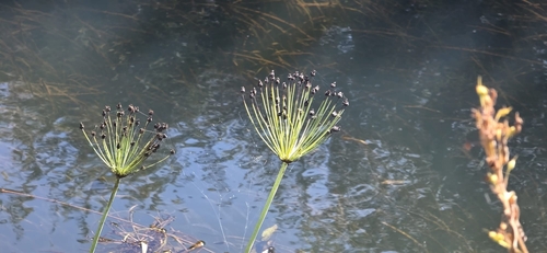 Butomus umbellatus, photograph 5