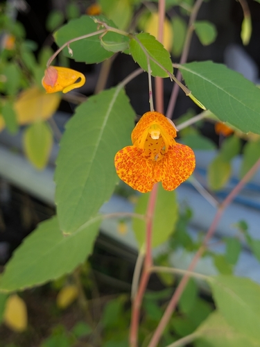 common jewelweed