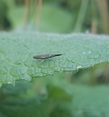 Heterotoma planicornis