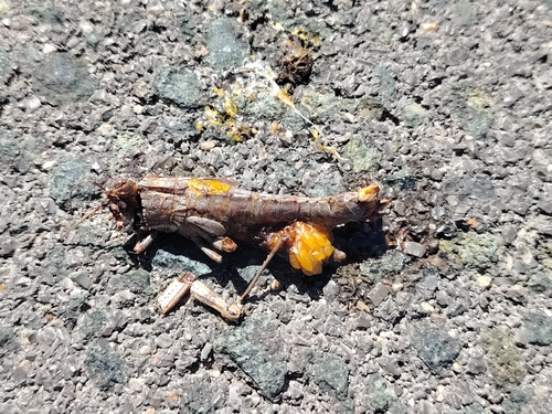Egyptian Bird Grasshopper