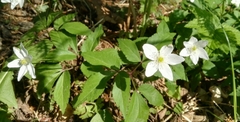 Anemonoides trifolia