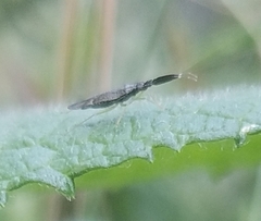 Heterotoma planicornis