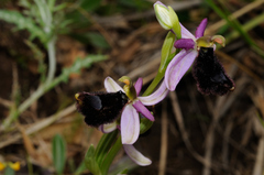 Ophrys bertolonii