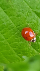 Harmonia axyridis