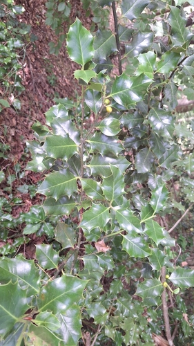 European holly