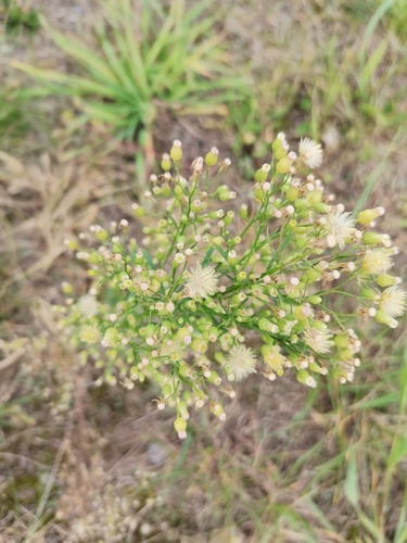 horseweed