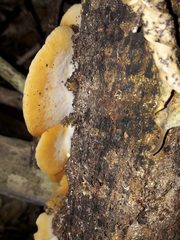 Crepidotus praecipuus