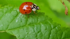 Harmonia axyridis