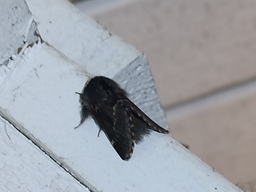 December Moth