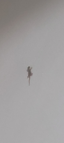 Moorish Gecko
