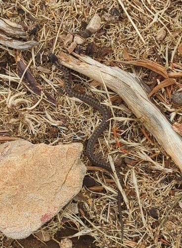 Smooth Snake