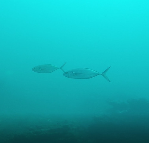 Caranx caballus observed 2026-09-19